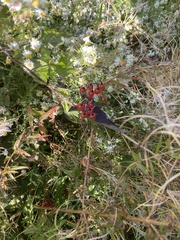 Crataegus phaenopyrum