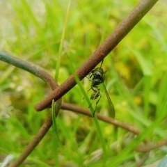 Mischocyttarus