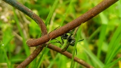 Mischocyttarus