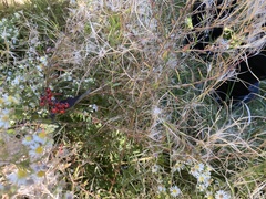 Crataegus phaenopyrum