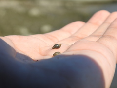 Pseudosuccinea columella