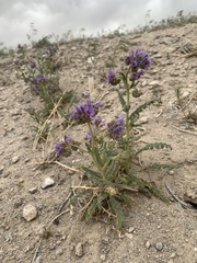 Phacelia crenulata