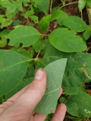 Lonicera hirsuta