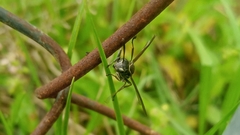 Mischocyttarus