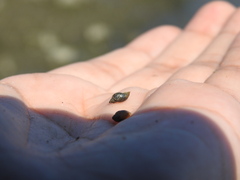 Pseudosuccinea columella