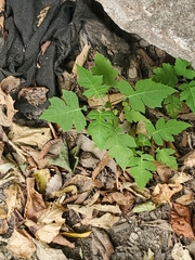 Polymnia canadensis