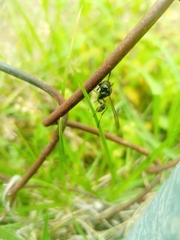 Mischocyttarus