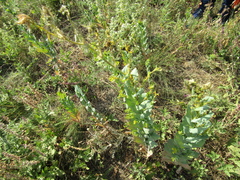 Bupleurum rotundifolium