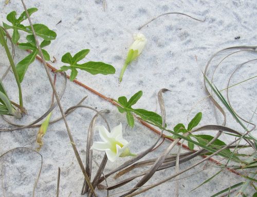 beach morning-glory
