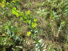 Bupleurum rotundifolium