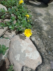 Portulaca