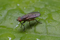 Pherbellia cinerella