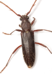 Stenelaphus alienus