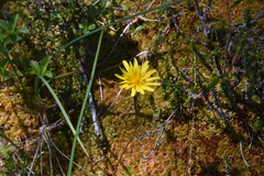Microseris borealis