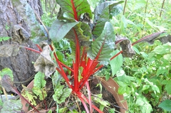 Beta vulgaris cicla