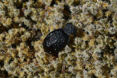 Cychrus tuberculatus