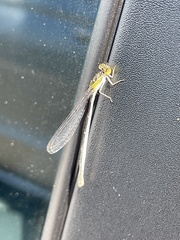 Ischnura