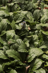 Ajuga