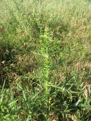 Cirsium ukranicum