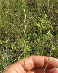 Pseudoroegneria stipifolia