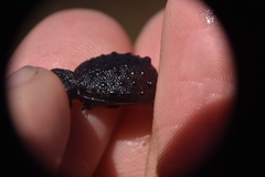 Cychrus tuberculatus