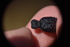 Cychrus tuberculatus