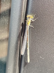 Ischnura