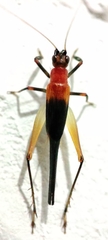 Homoeoxipha