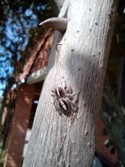 Megafreya sutrix