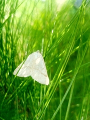 Lepidoptera