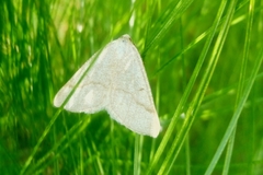 Lepidoptera
