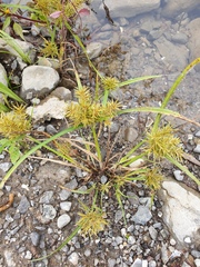 Cyperus engelmannii