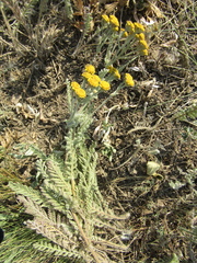 Tanacetum odessanum