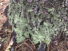 Lecanora thysanophora