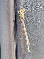 Ischnura