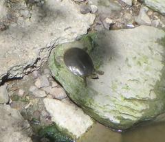 Apalone spinifera guadalupensis