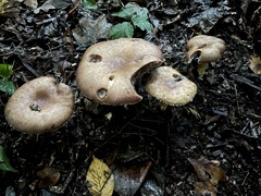 Stropharia rugosoannulata