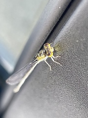 Ischnura