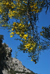 Genista majorica