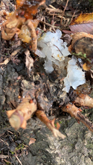 Tremella fuciformis