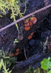 Scutellinia