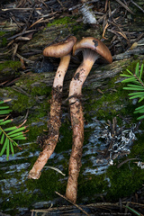 Chroogomphus vinicolor