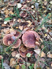 Armillaria borealis