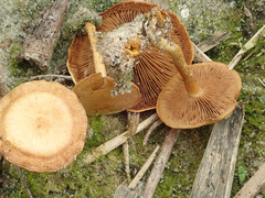 Pholiota conissans