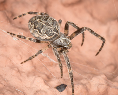 Larinioides sclopetarius