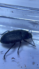 Asiopus minimus