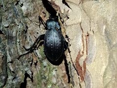Carabus hortensis