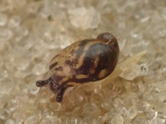 Succinea putris
