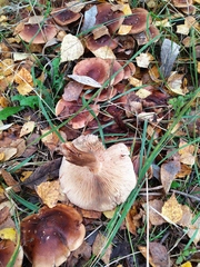 Armillaria borealis