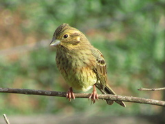 Emberiza cirlus
